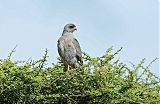 Eastern Chanting-Goshawk